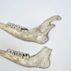 Deer Jaw